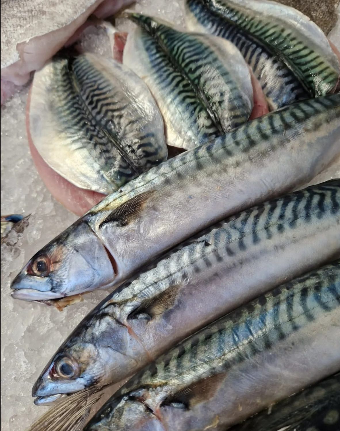 Fresh Mackerel whole fish