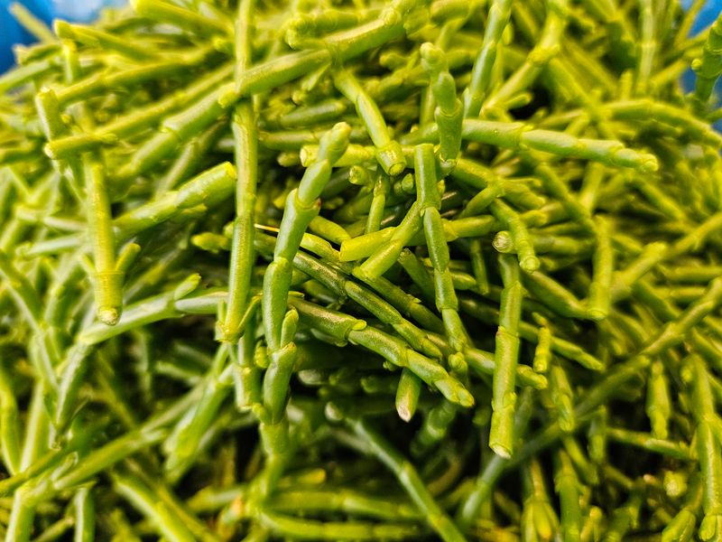 Samphire Samphire