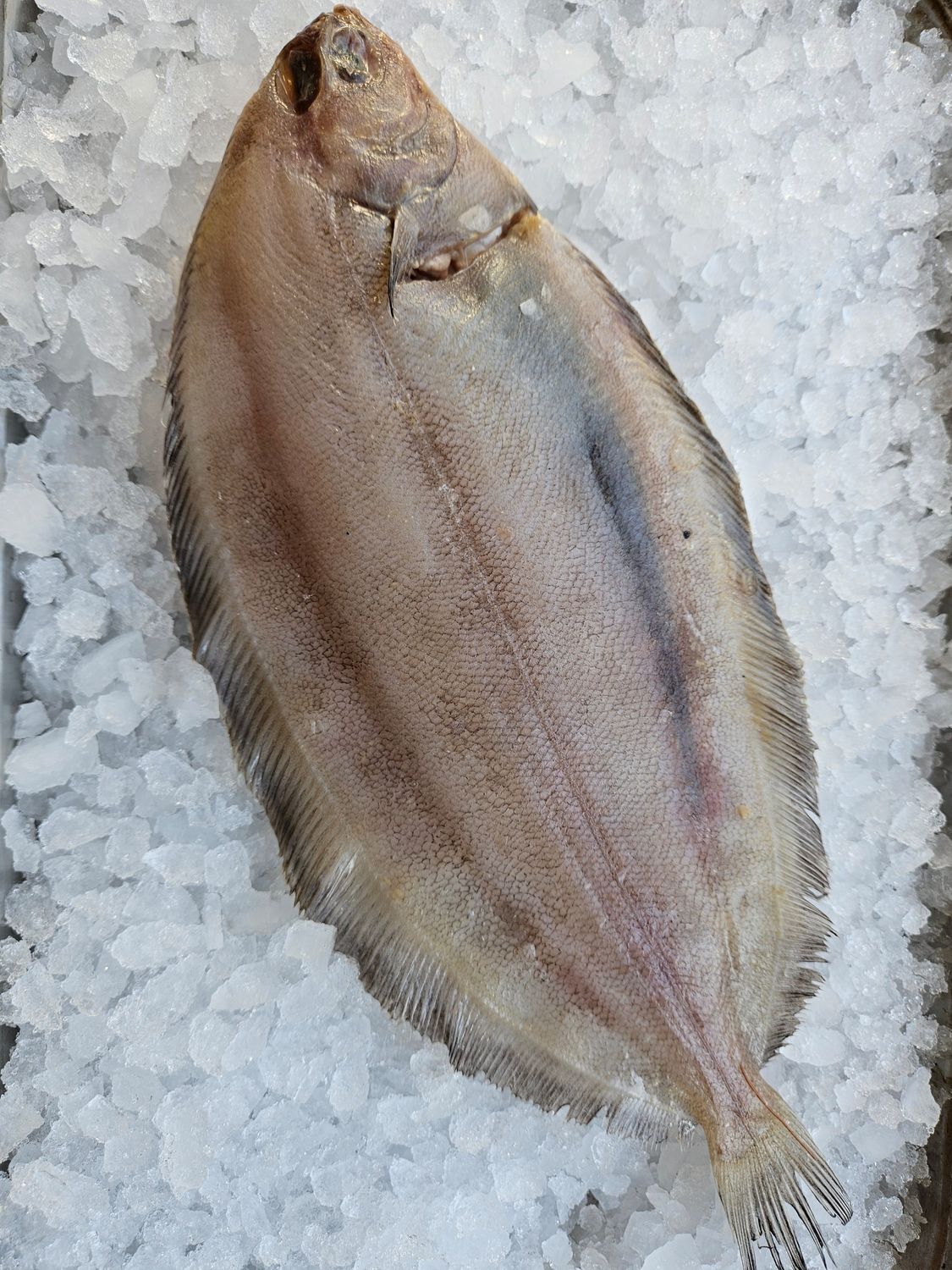 Torbay sole