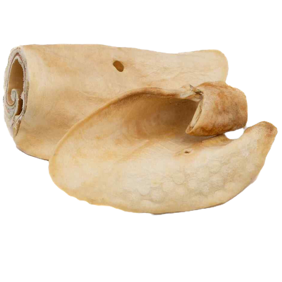 Oreille de boeuf naturelle souflée