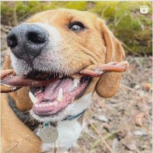Tresse Bully Stick 12" Faible Odeur JUMBO