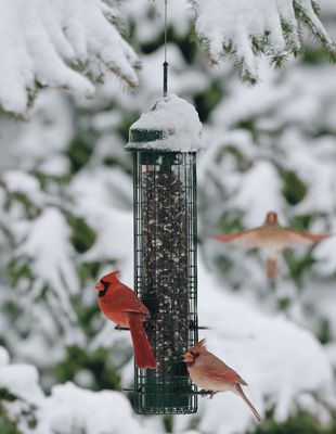 Squirrel Buster® Classic – Mangeoire anti-écureuils