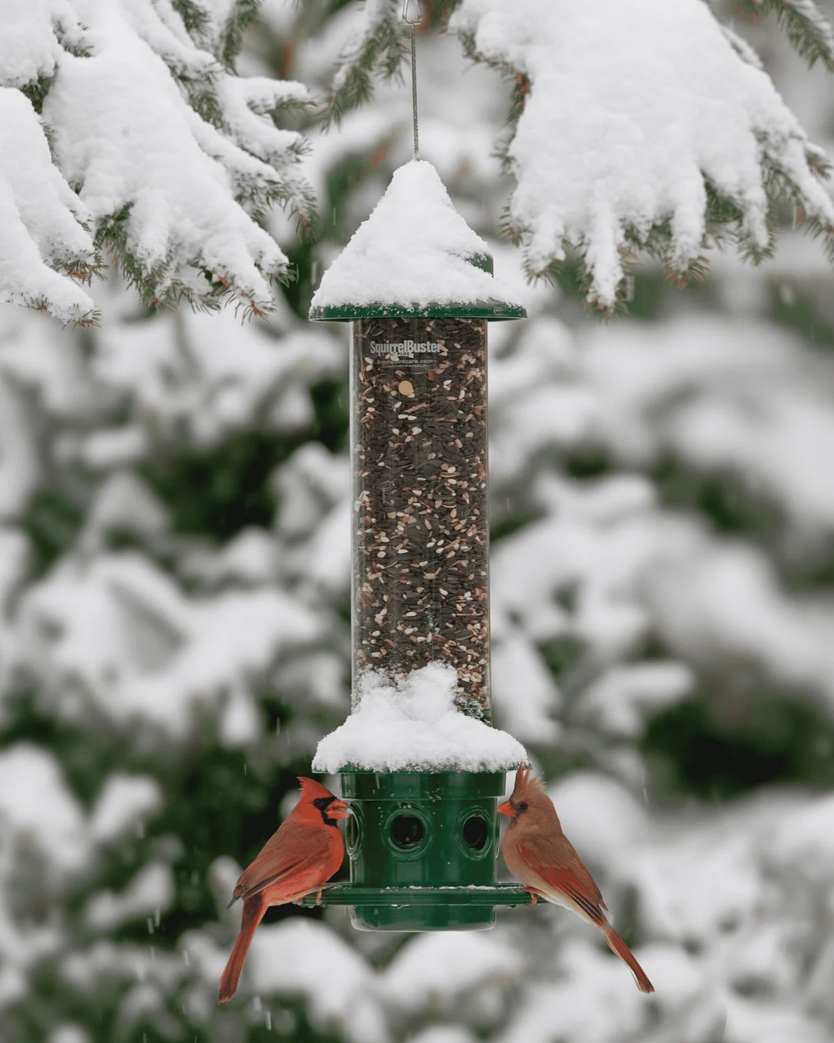 Mangeoire pour oiseaux sauvages – Squirrel Buster® Plus