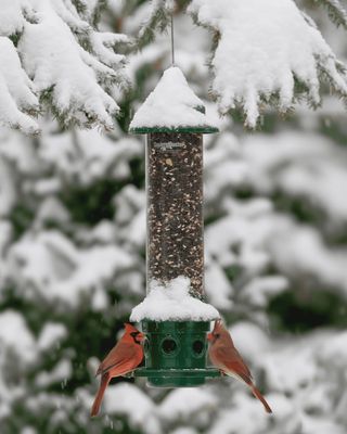 Mangeoire pour oiseaux sauvages – Squirrel Buster® Plus