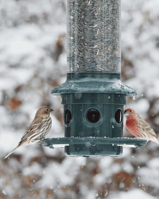 Mangeoire pour oiseaux sauvages – Squirrel Buster® Plus