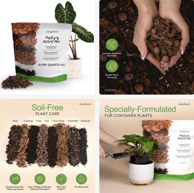 Mélange Molly’s pour aroïdes et plantes tropicales
