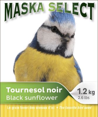 Tournesol noir