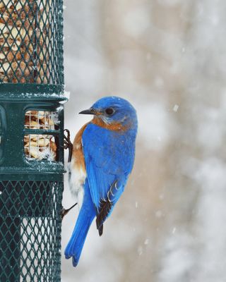 Mangeoire à noix pour oiseaux sauvages – Squirrel Buster® Nut