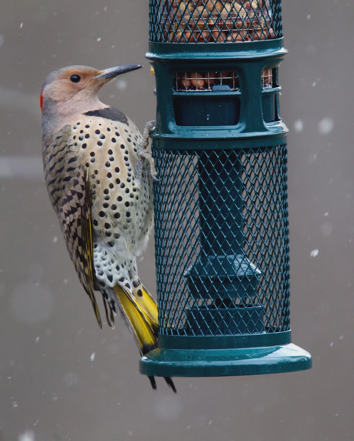 Mangeoire à noix pour oiseaux sauvages – Squirrel Buster® Nut
