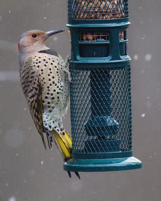 Mangeoire à noix pour oiseaux sauvages – Squirrel Buster® Nut