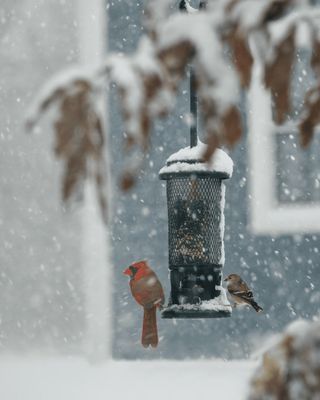 Mangeoire pour oiseaux sauvages – Squirrel Buster® Standard