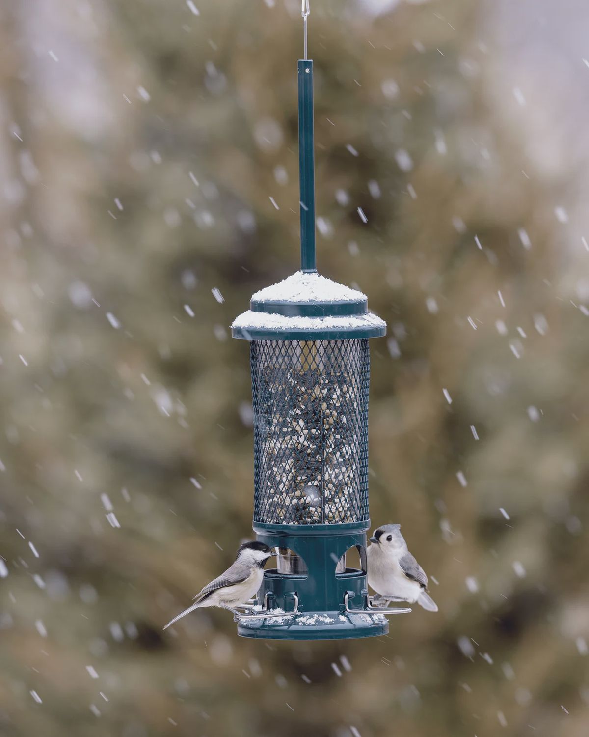 Mangeoire pour oiseaux sauvages – Squirrel Buster® Standard