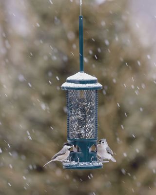 Mangeoire pour oiseaux sauvages – Squirrel Buster® Standard