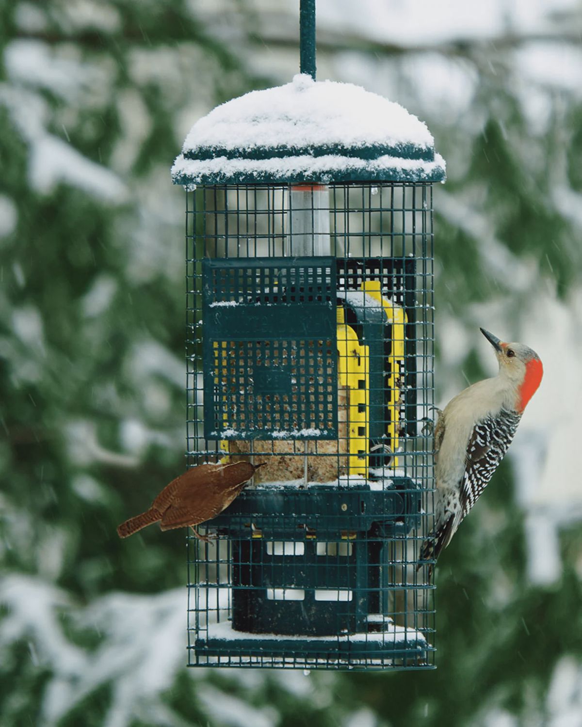 Mangeoire à suif pour oiseaux sauvages – Squirrel Buster® Suet