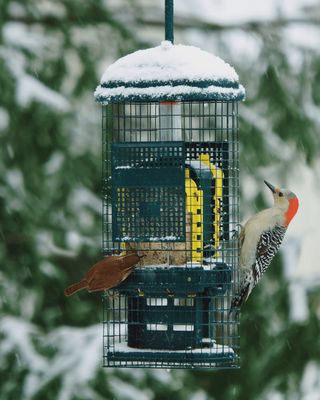 Mangeoire à suif pour oiseaux sauvages – Squirrel Buster® Suet