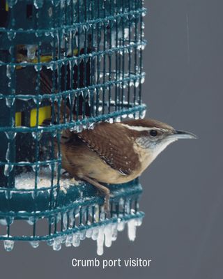 Mangeoire à suif pour oiseaux sauvages – Squirrel Buster® Suet