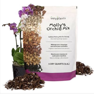 Molly's mix Orchidée