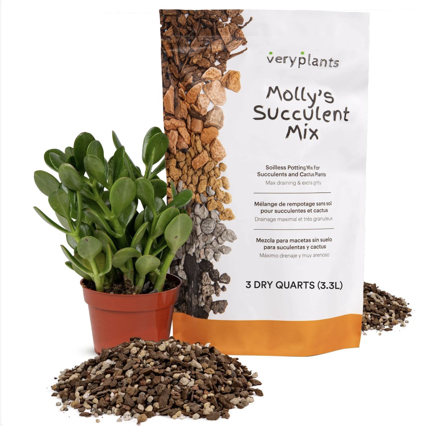 Molly's mix Cactus