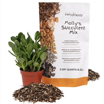 Molly's mix Cactus