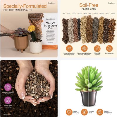 Mélange Molly’s pour plantes succulentes, cactus et bonsaïs