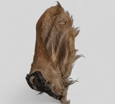 Oreille de boeuf géante poilu