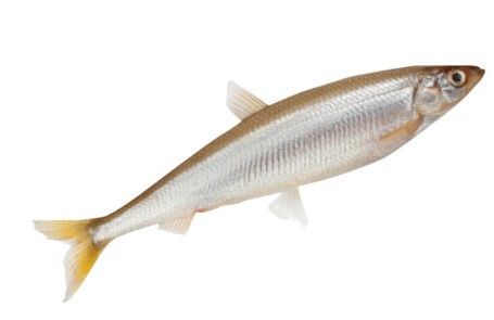 Éperlans 250 g