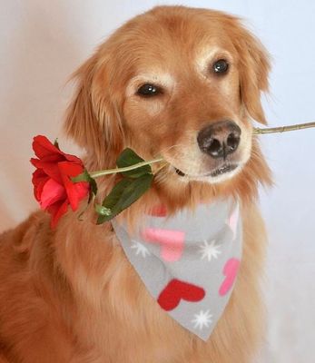 Valentijn