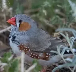 Vogels/papegaai