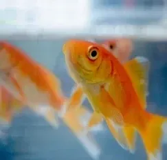 Aquarium
