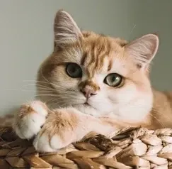 Kat