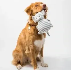 Hond