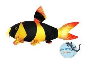 Clown loach plush