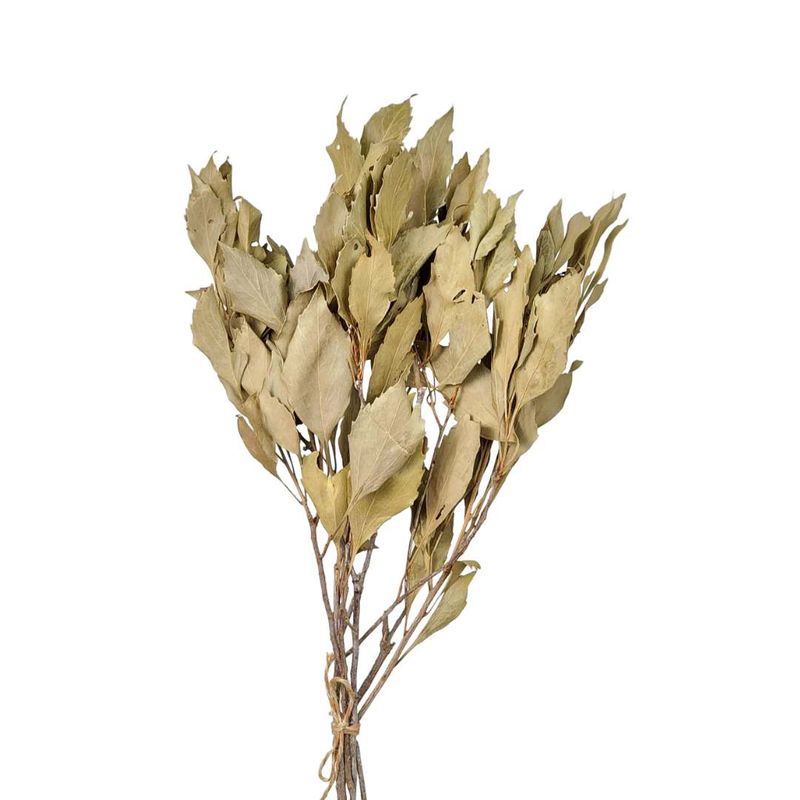Dried Flowers Plant Natural Oak Foliage - Set With 05 Branches