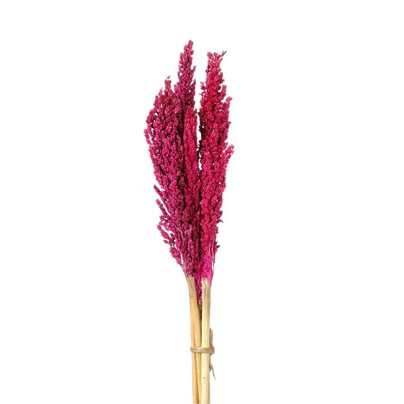 Dried Flowers Plant Pink Sorghum - Set With 05 Branches