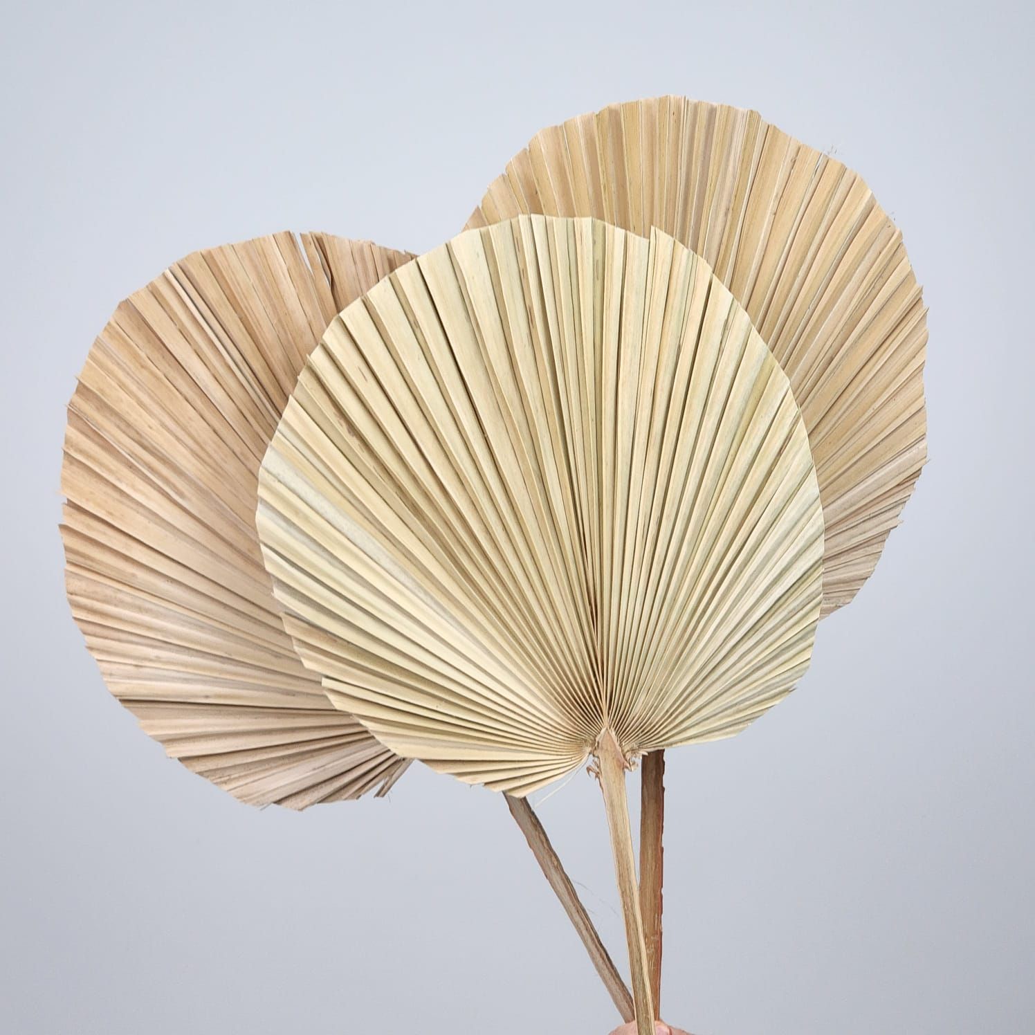 3 Palm Stems