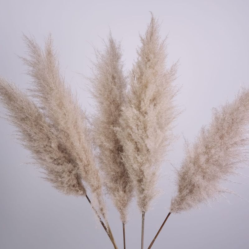 10 Stems Of Pampas Grass