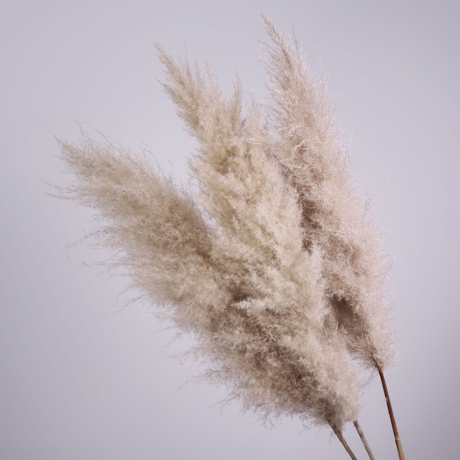 3 Stems Of Pampas Grass