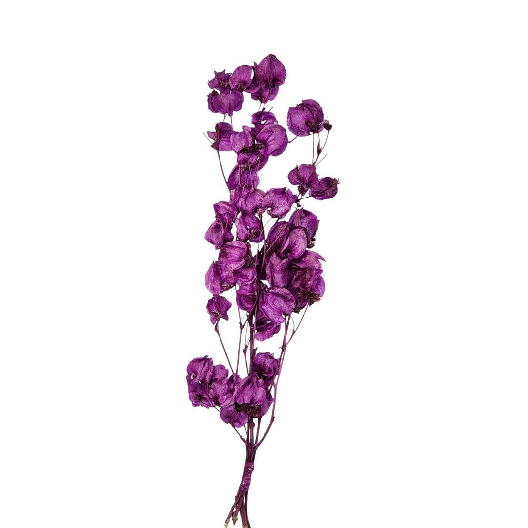 Dried Flowers Plant Bougainvillea Flower Purple - 01 Branch