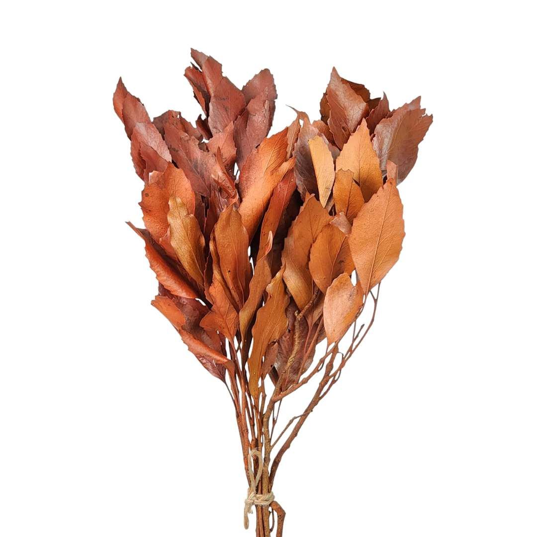 Dried Flowers Plant Orange Oak Foliage - Set With 05 Branches