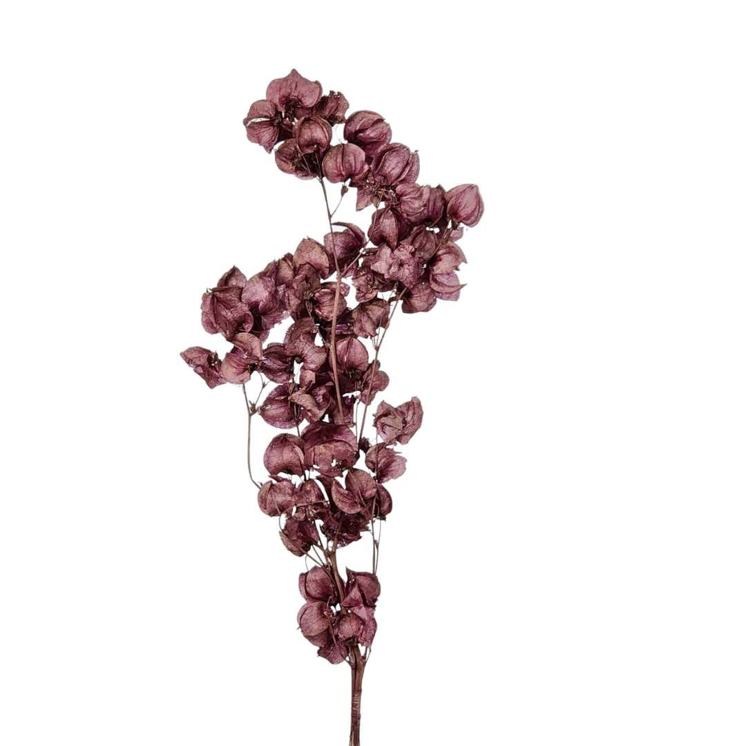 Dried Flowers Plant Bougainvillea Flower Wine - 01 Branch