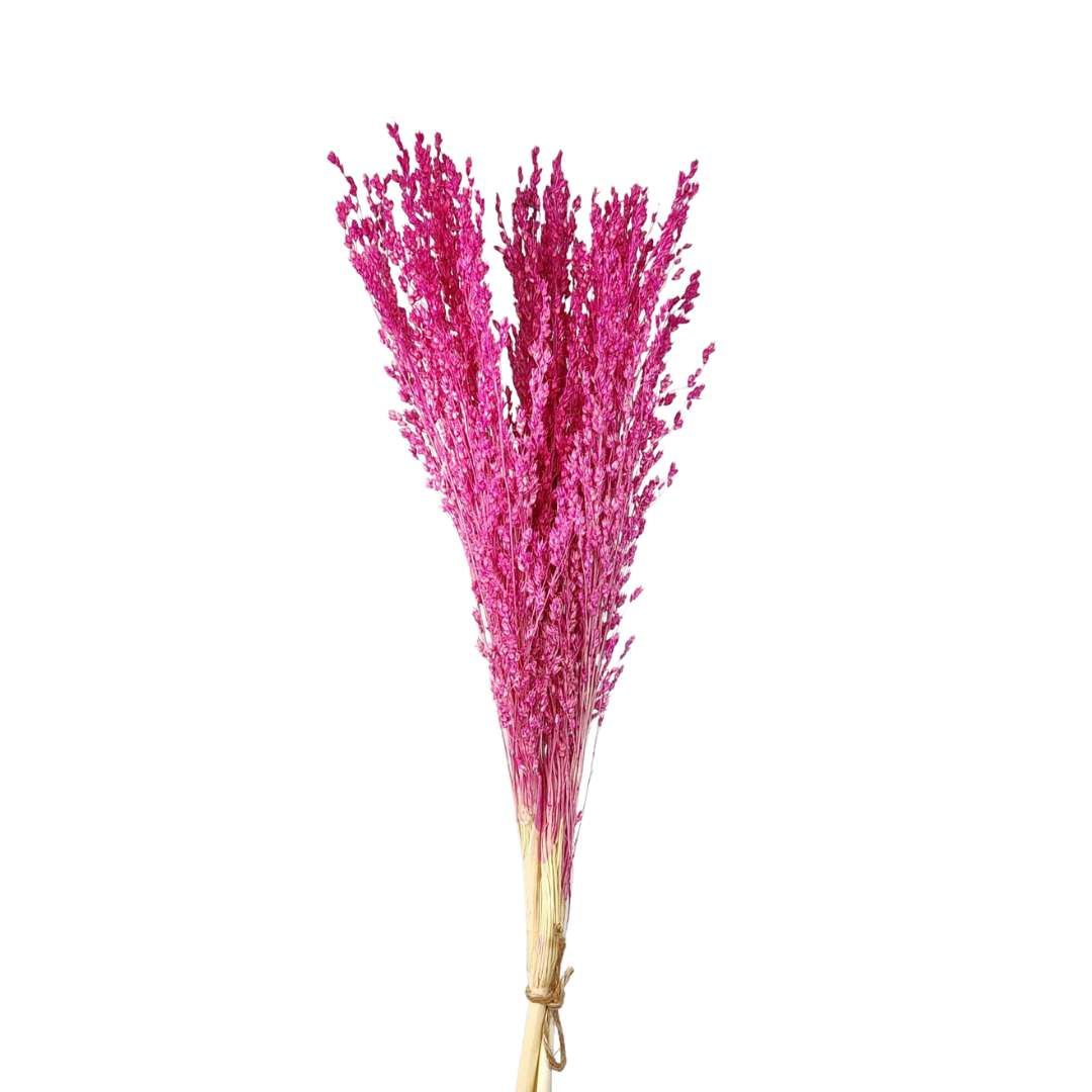 Dried Flowers Plant Broom Flower Pink - Set With 03 Branches