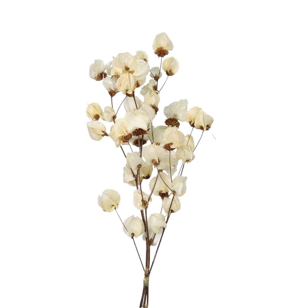 Dried Flowers Plant White Bougainvillea Flower - 01 Branch