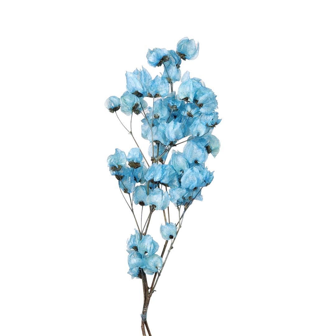 Dried Flowers Plant Blue Bougainvillea Flower - 01 Branch