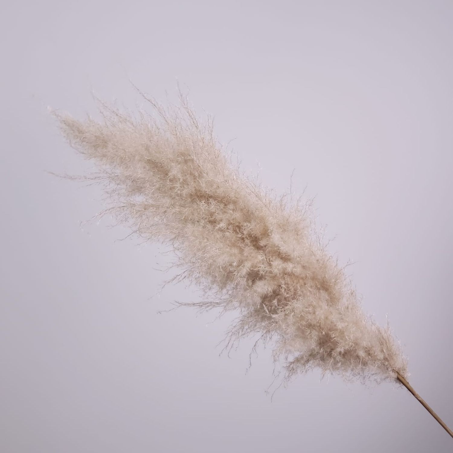 1 Stem Of Pampas Grass