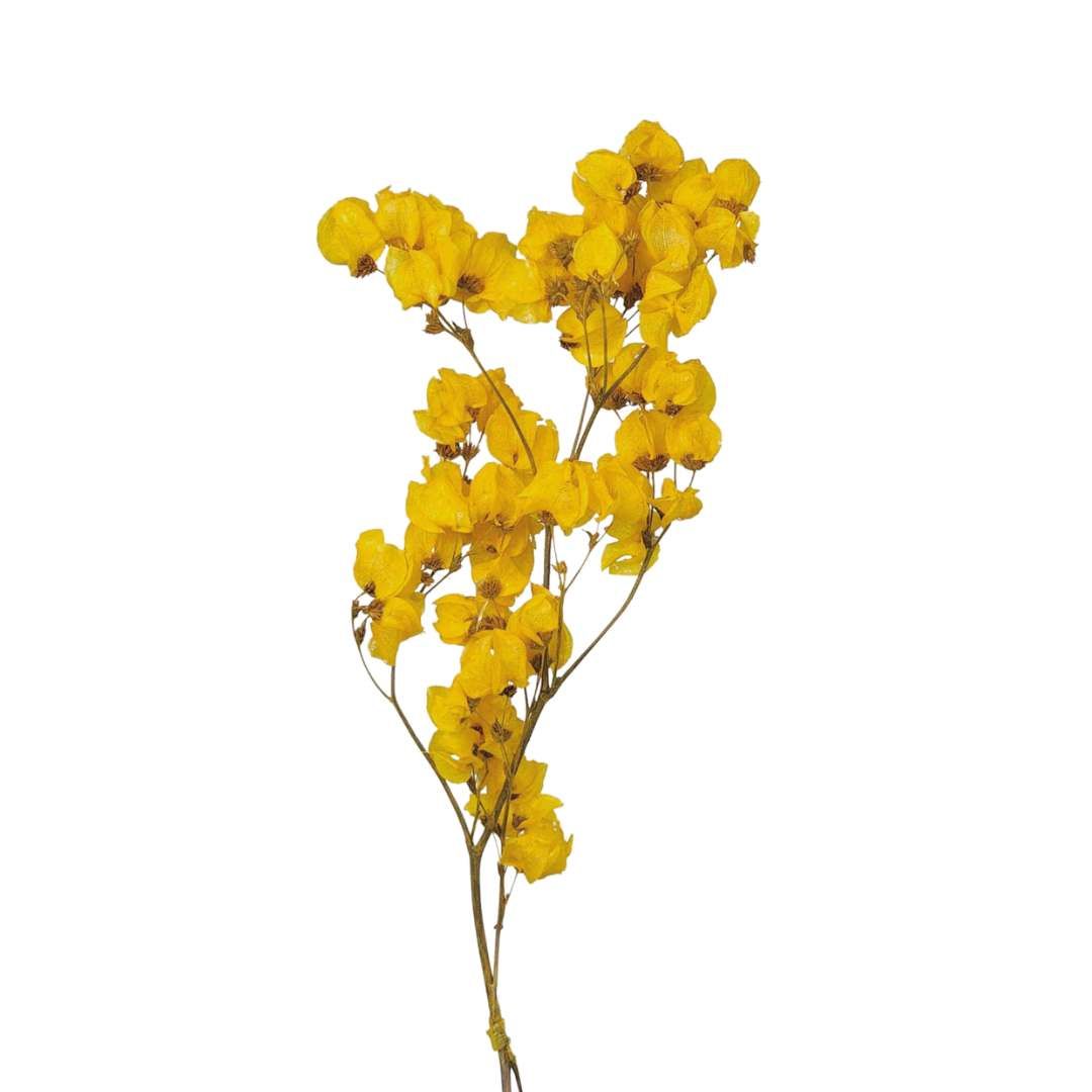 Dried Flowers Plant Bougainvillea Flower Yellow - 01 Branch