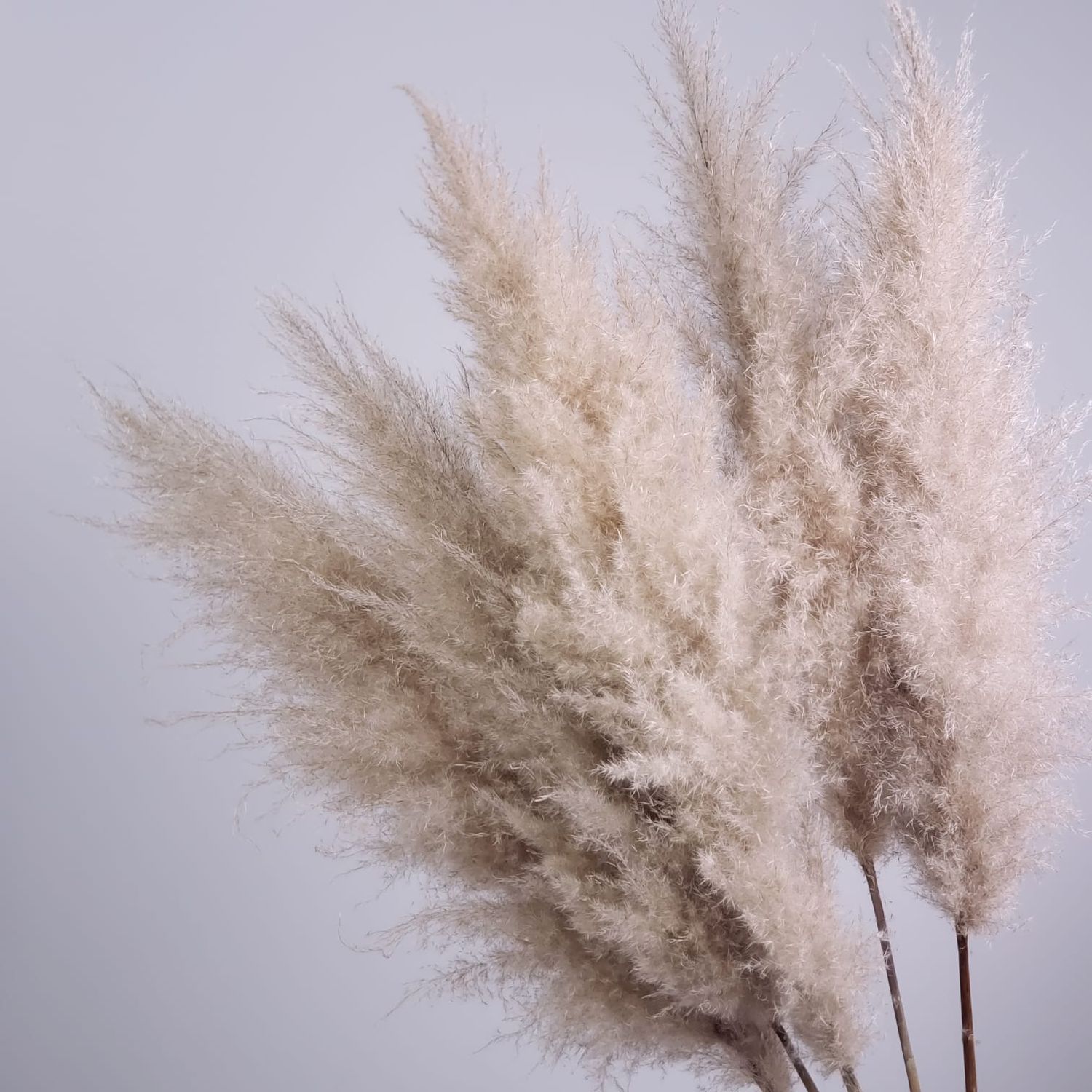 5 Stems Of Pampas Grass