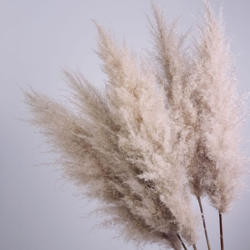 5 Stems Of Pampas Grass