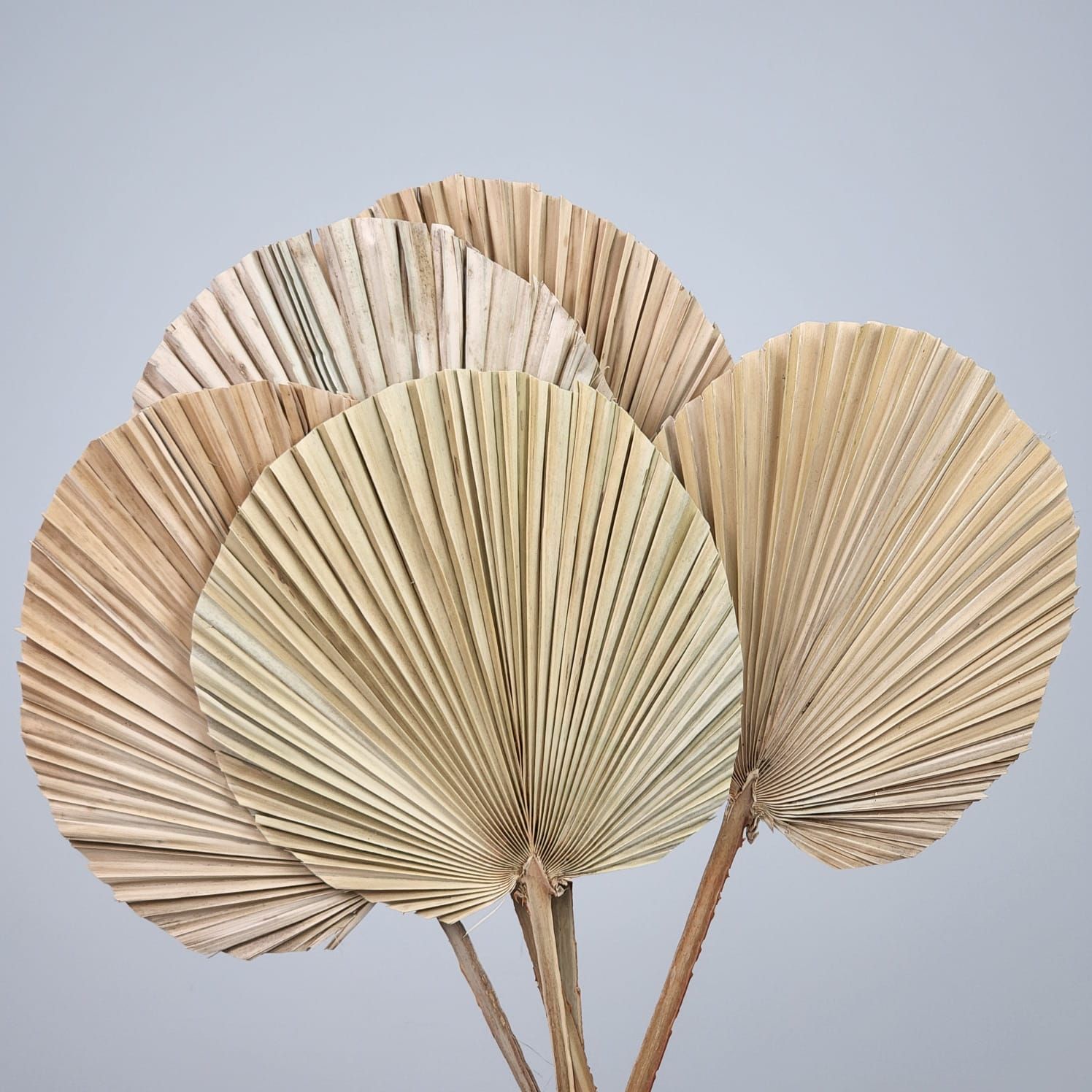 5 Palm Stems