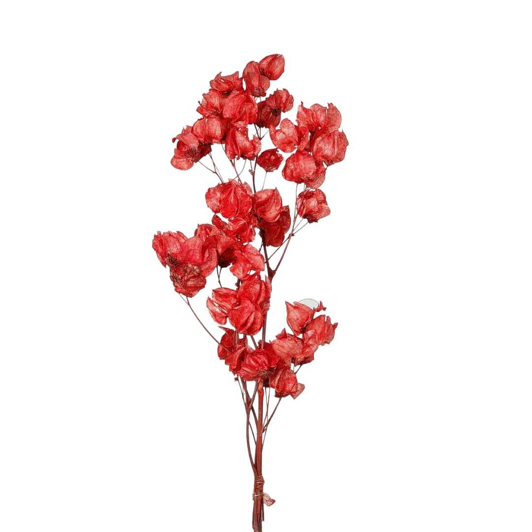 Dried Flowers Plant Red Bougainvillea Flower - 01 Branch