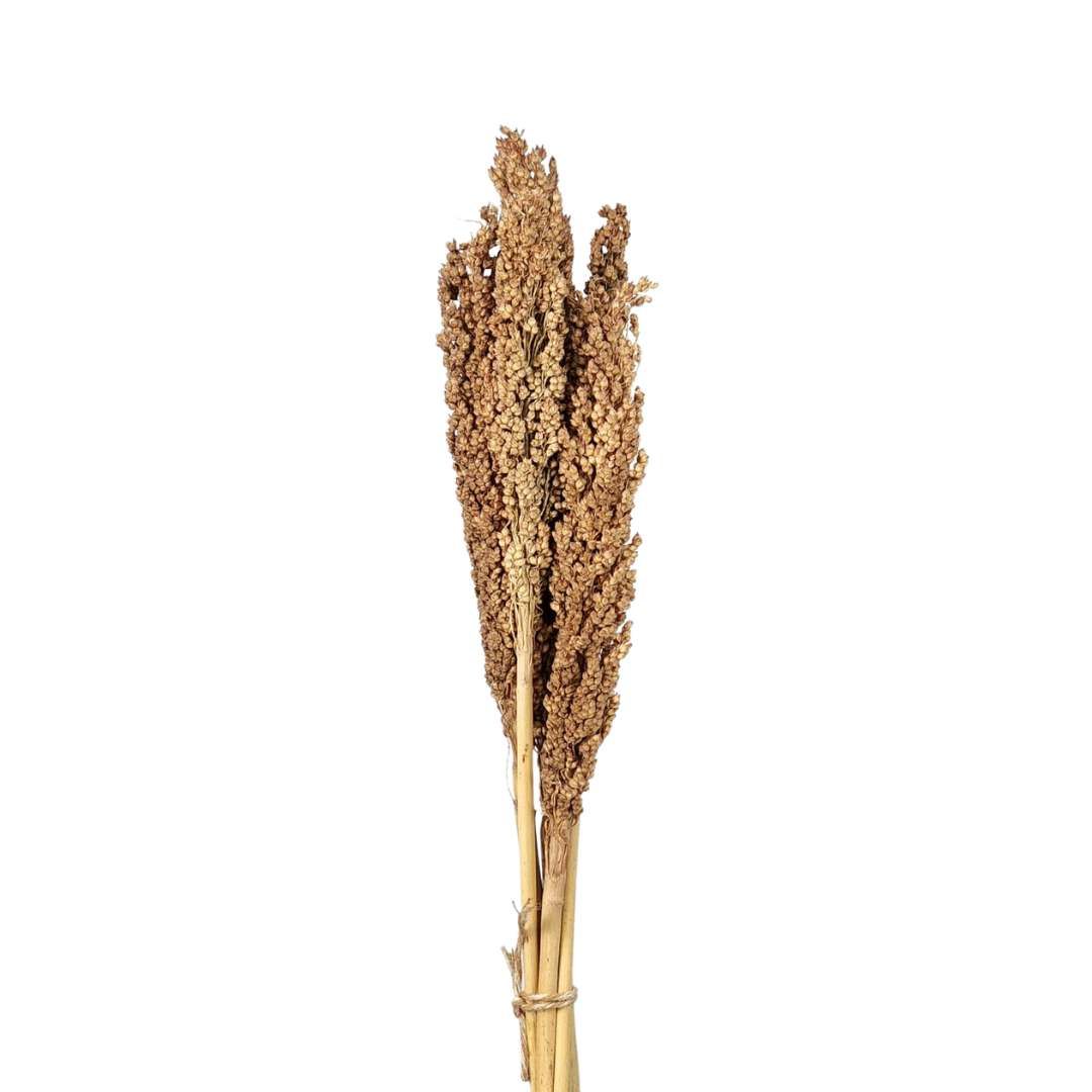 Natural Sorghum Dried Flowers Plant - Set With 05 Branches